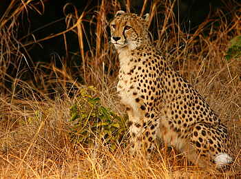 Mukambi Fig Tree Bush Camp: Ein sitzendes Geparden-Weibchen