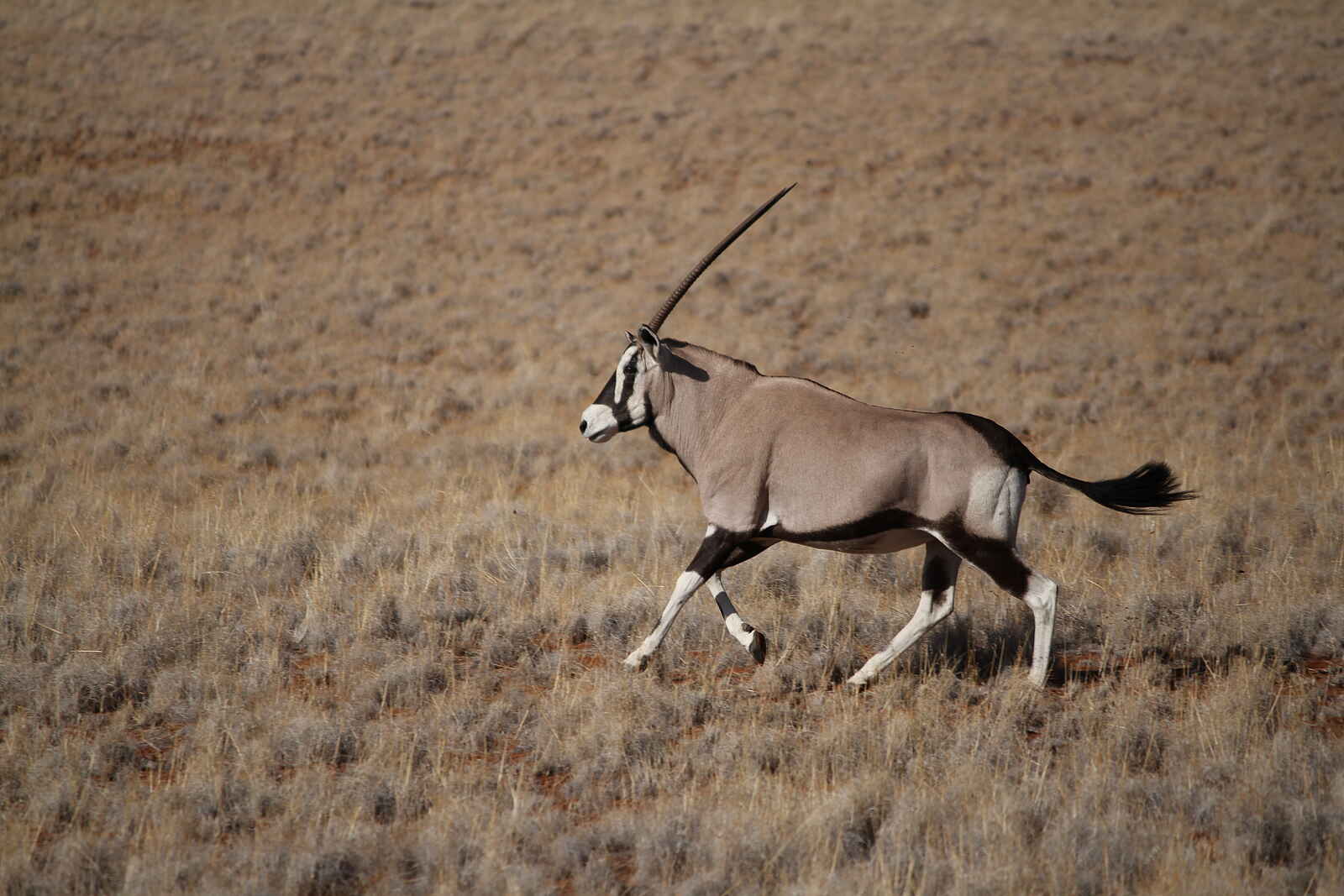 Namib Desert Lodge: Rennende Antilope Namib Desert Lodge: Rennende Antilope