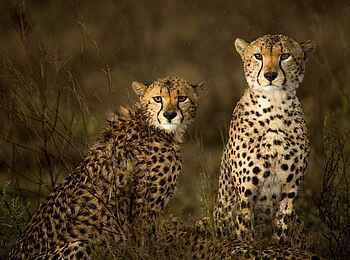 Namiri Plains Camp: Geparden Namiri Plains Camp: Geparden