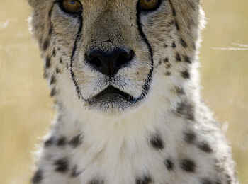 Okonjima Plains Camp: Gepard im Portrait Okonjima Plains Camp: Gepard im Portrait