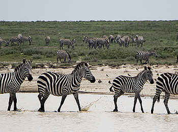 Olakira Migration Camp: Zebras