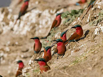 Puku Ridge Camp: Karminspinte