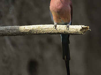 Ruckomechi Camp: Birding Ruckomechi Camp: Birding