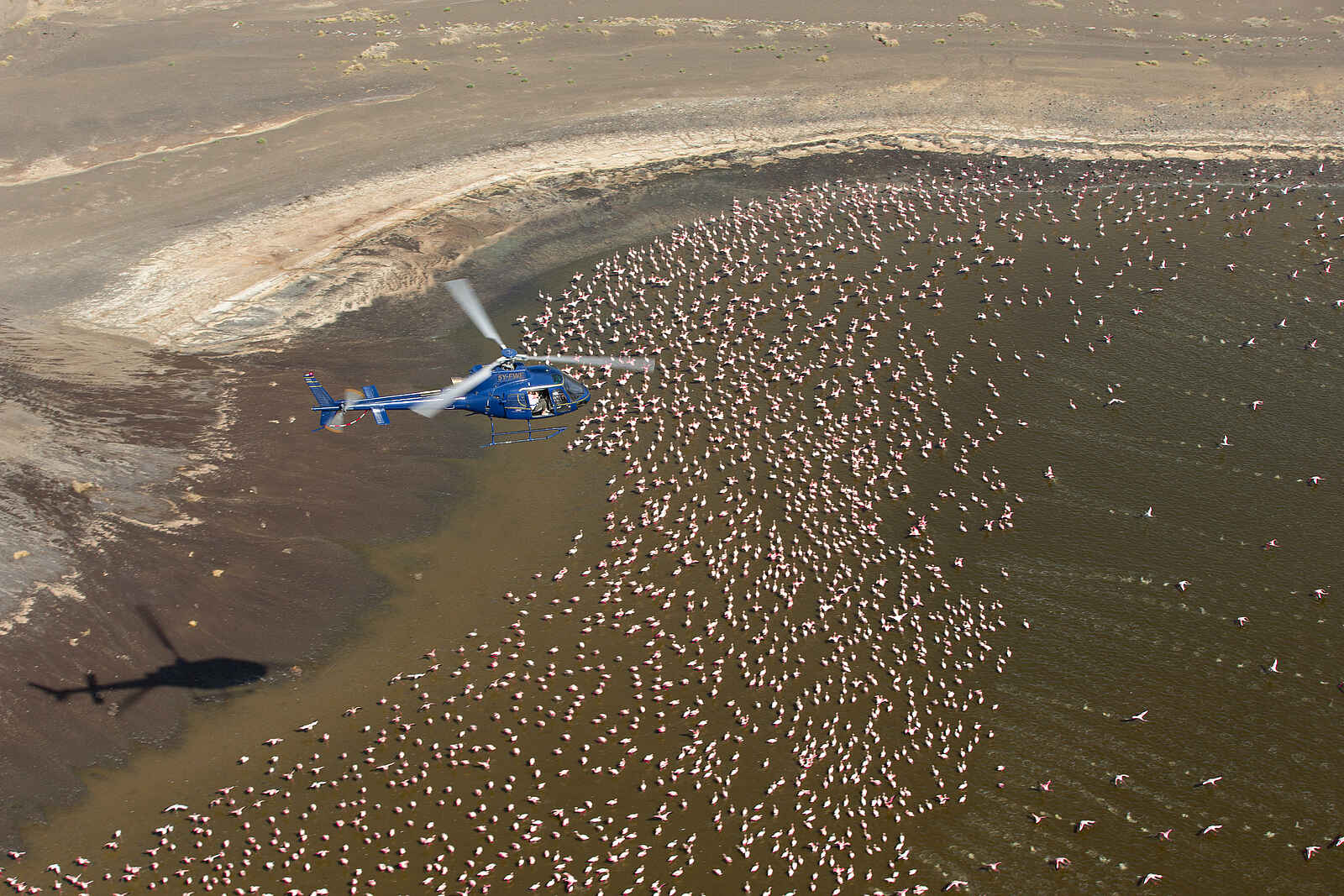 Sasaab Camp: Flug über Flamingos Sasaab Camp: Flug über Flamingos
