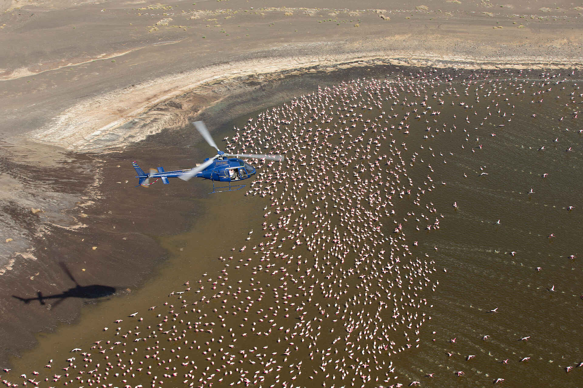 Sasaab Camp: Flug über Flamingos