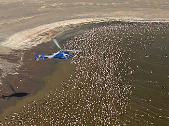 Sasaab Camp: Flug über Flamingos Sasaab Camp: Flug über Flamingos