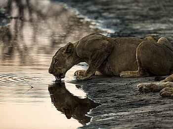 Selinda Explorers Camp: Löwin beim Trinken