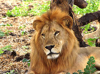 Selous Impala Camp: Löwe