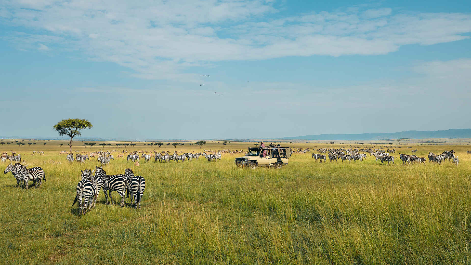 Serian´s Lamai Camp: Zebras