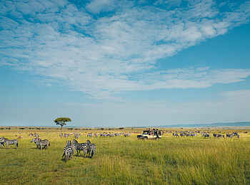 Serian´s Lamai Camp: Zebras