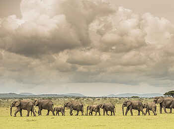 Singita Milele: Elefantenherde