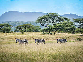 Soroi Larsens Camp: Zebras Soroi Larsens Camp: Zebras