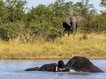 Tum Tum Treehouse Lodge: Elefanten