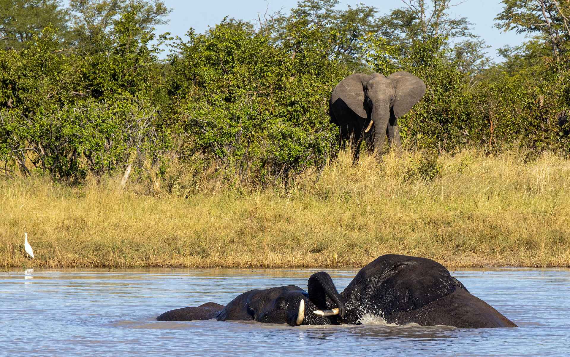 Tum Tum Treehouse Lodge: Elefanten