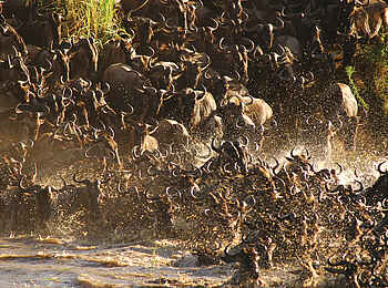 Mara River Querung Mara River Querung
