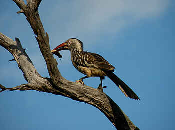 Victoria Falls River Lodge: Rotschnabeltoko