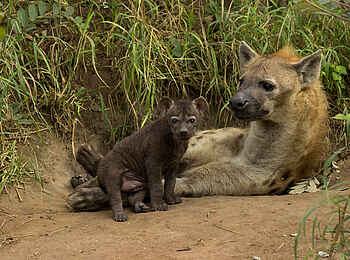 Cheetah Plains: Hyänen Cheetah Plains: Hyänen