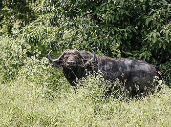 Chilo Ivory Trail Adventure: Büffel