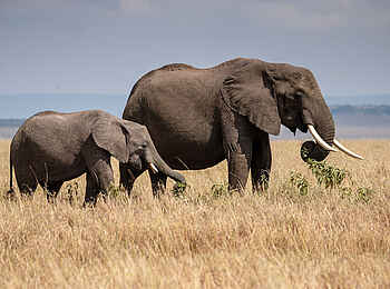 Entim Masai Mara: Elefantenkuh mit Kalb