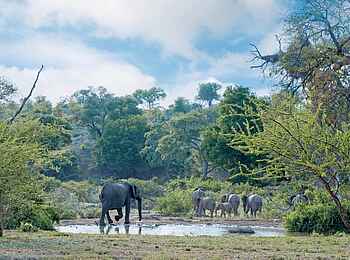 King's Camp: Wasserloch im Busch King's Camp: Wasserloch im Busch