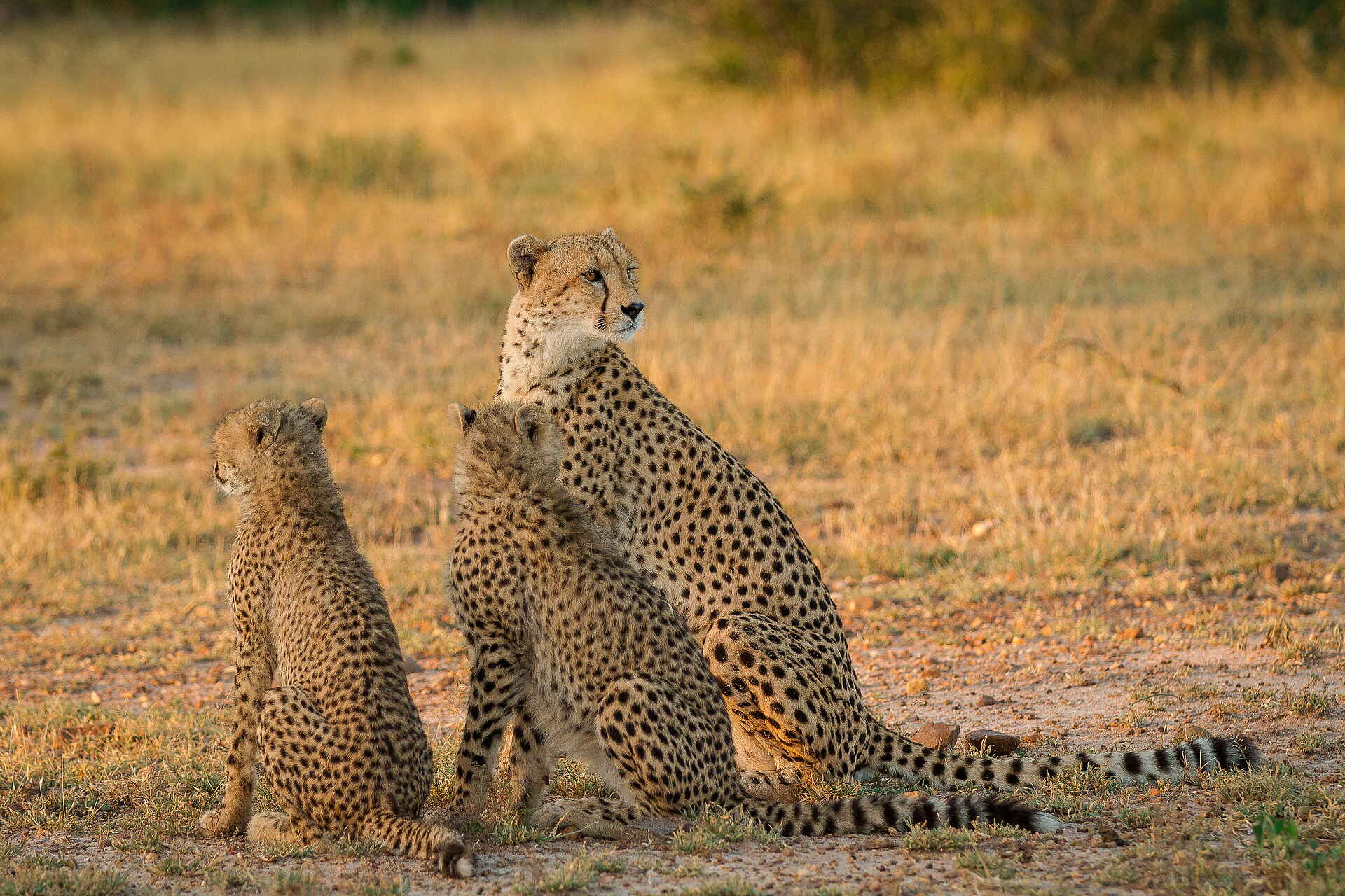 Londolozi Private Granite Suites, Luxus Safari, Sabi Sands, Wildlife, Afrikarma Safaris, Afrikarma Safaris - Wildnis. Hautnah., afrikarma.de