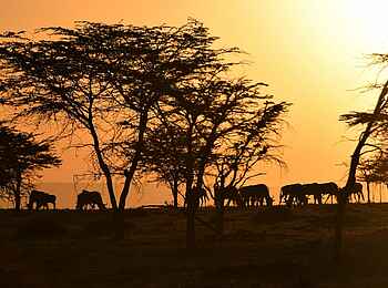 Olare Mara Kempinski: Gnusilhouetten