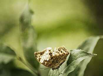 One and Only Nyungwe House: Schmetterling One and Only Nyungwe House: Schmetterling