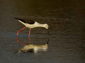 Selinda Camp: Stelzenläufer