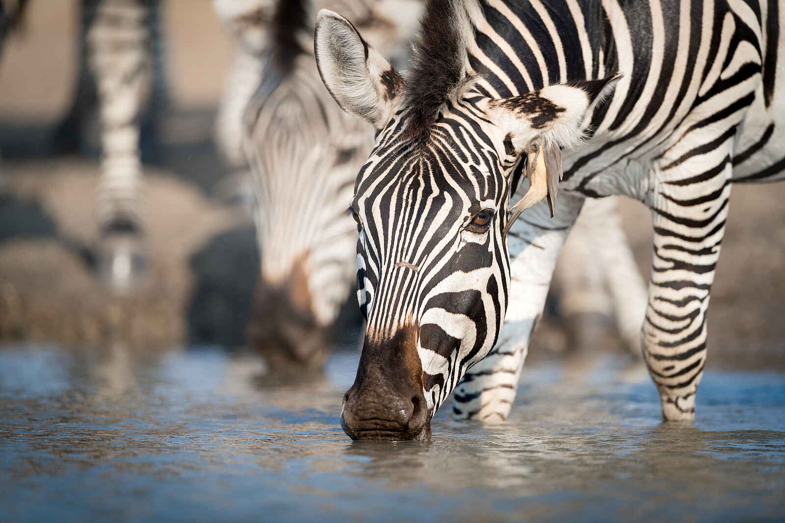 Singita Pamushana Lodge: Trinkendes Zebra Singita Pamushana Lodge: Trinkendes Zebra