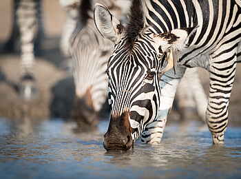 Singita Pamushana Lodge: Trinkendes Zebra