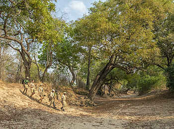 Chikoko Tree Camp: Walking Safari Chikoko Tree Camp: Walking Safari