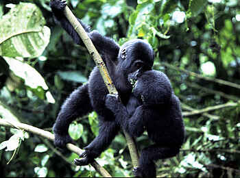 Clouds Mountain Gorilla Lodge: Spielende Gorillas