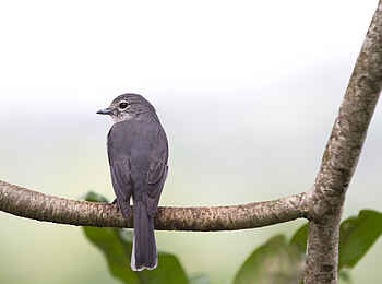 Gibbs Farm: Fotogener Vogel