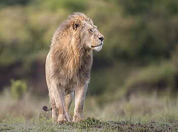 Governor´s Camp: Löwe