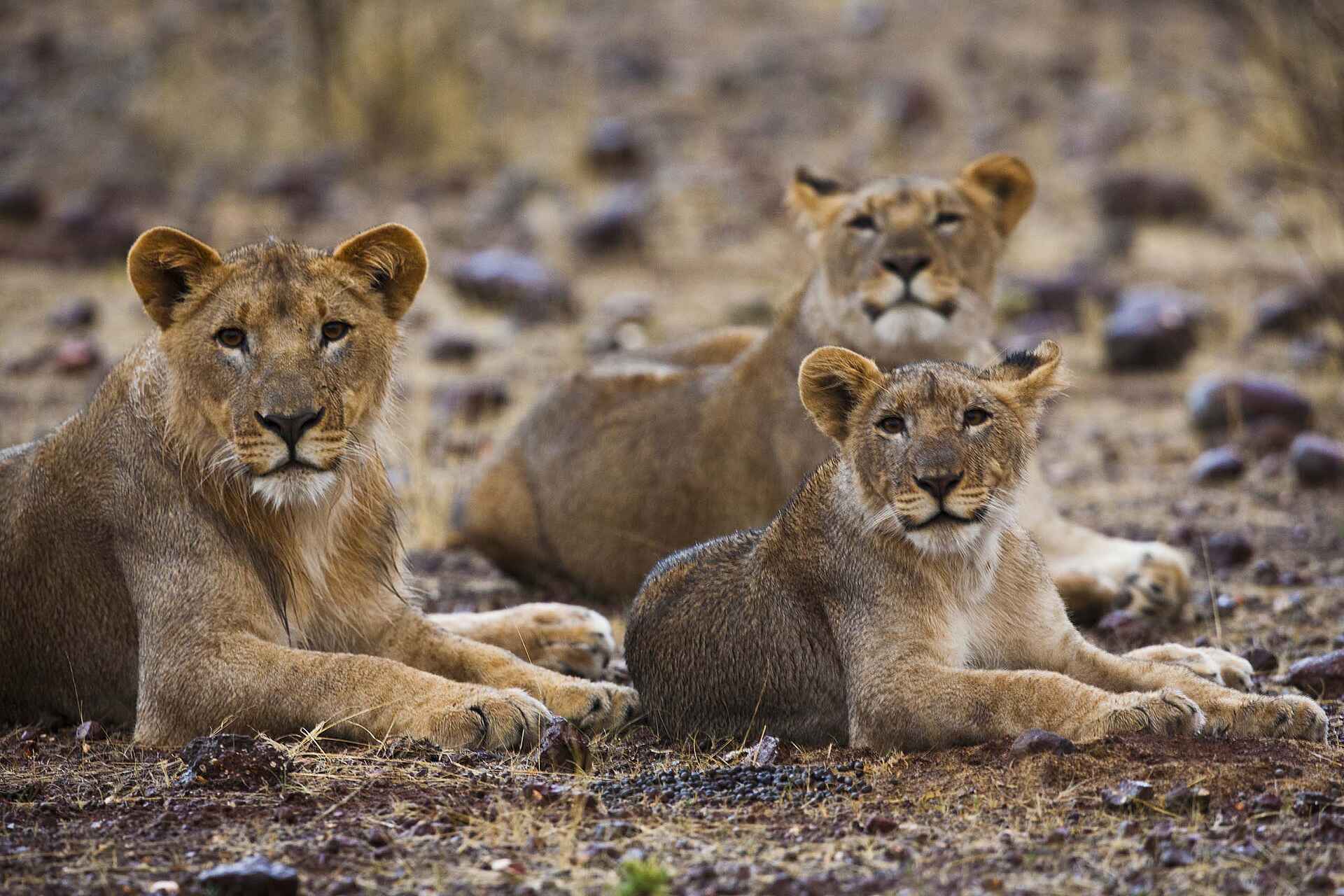 Grootberg Lodge: Neugier Game, Grootberg Lodge, Landschaft, Tiere, Wild, Wildbeobachtung, Löwen, Löwin, afrikarma, afrikarma Safaris, afrikarma.de