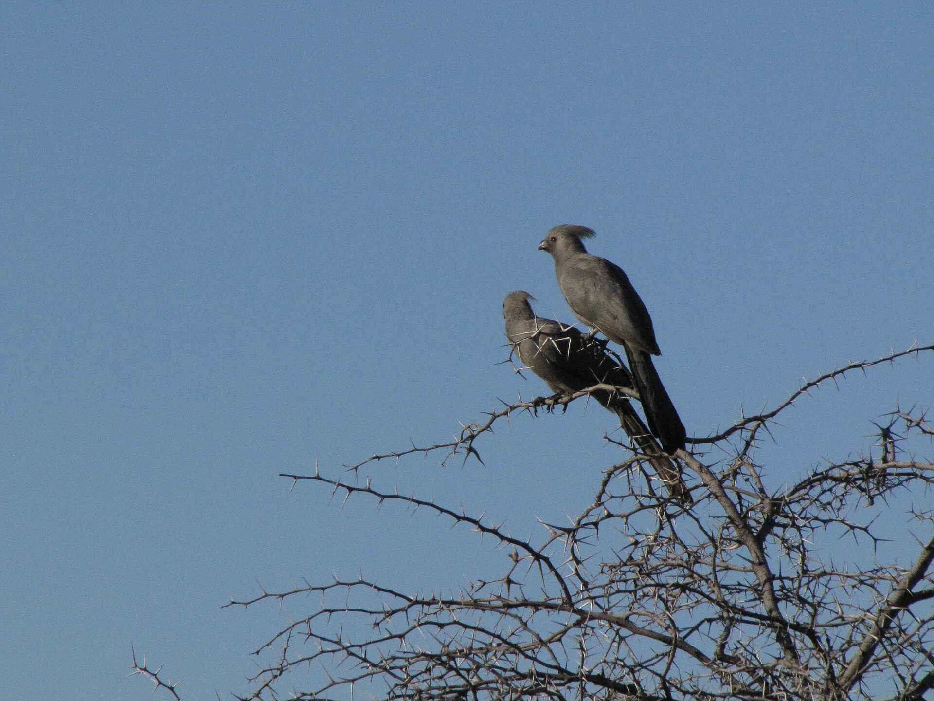 Khama Rhino Sanctuary: Graulärmvogel Breitmaulnashorn, Kalahari, Khama Rhino Sanctuary, Khama Rhino Sanctuary Trust, Save the Rhino, Serowe, Serwe Pan, Spitzmaulnashorn, Graulärmvogel, Grey Lourie, A14