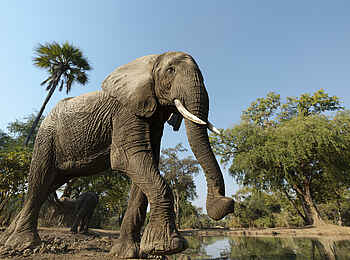 Kulandila Camp: Ein Elefant Kulandila Camp: Ein Elefant