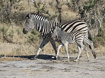 Linyanti Tented Camp: Zebras