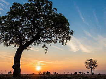 Luambe Camp: Die Sonne senkt sich hinter einer einsamen Kigela Africana in dem bisher unerschlossenen Nationalpark Luambe Camp: Die Sonne senkt sich hinter einer einsamen Kigela Africana in dem bisher unerschlossenen Nationalpark