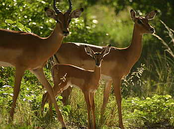 Macatoo Camp: Impalas