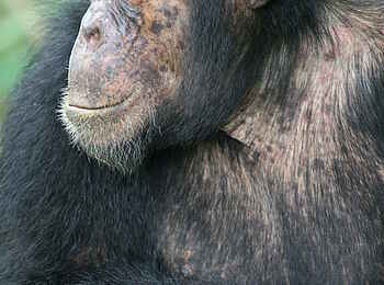 Mbali Mbali Mahale Lodge: Beobachten