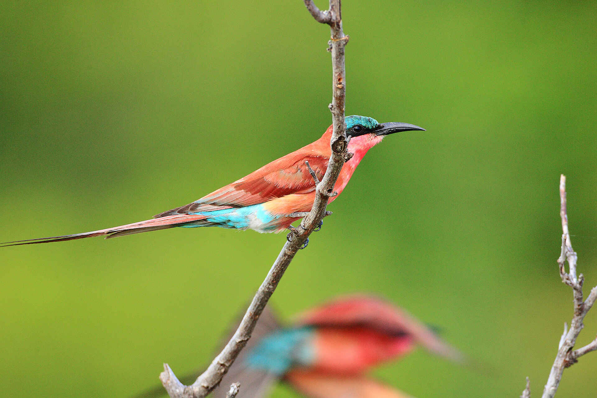 Fluss Sohebele, Kruger National Park, Krüger-Nationalpark, Motswari, Motswari Game Lodge, Motswari Private Game Reserve, Sohebele, Südafrika, Timbavati, Timbavati Nature Reserve, Pirschfahrt, Tierbeobachtung, Tiere, Vogel, Vogelbeobachtung, Afrikarma, Afrikarma Safaris, Afrikarma Safaris - Wildnis. Hautnah., afrikarma.de