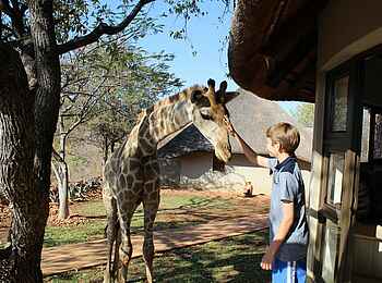 Okutala Lodge: Giraffe mit Junge Okutala Lodge: Giraffe mit Junge