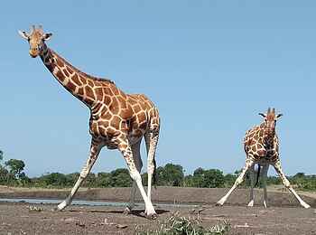 Porini Rhino Camp: Blick aus dem Hide