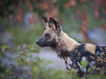 Qorokwe Camp: Wildhund Qorokwe Camp: Wildhund