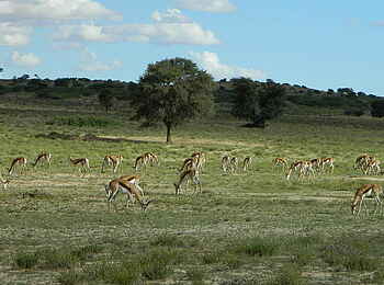 Rooiputs Lodge: Grasende Impalas