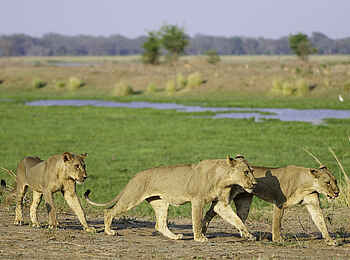 Ruckomechi Camp: Drei Löwen Ruckomechi Camp: Drei Löwen