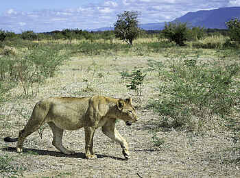 Ruckomechi Camp: Löwin auf der Pirsch Ruckomechi Camp: Löwin auf der Pirsch