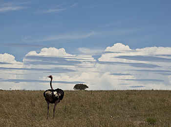 Sala's Camp: Strauß Sala's Camp: Strauß