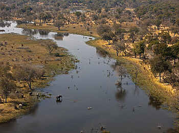 Selinda Explorers Camp: Elefanten im Selinda Spillway Selinda Explorers Camp: Elefanten im Selinda Spillway